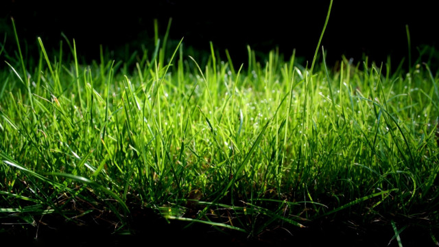 Green bush bird grass forest free wallpaper for desktop - medium preview image