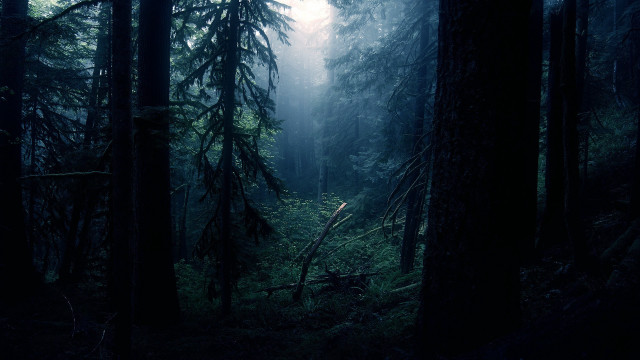 Dark forest tall trees fog #5 free wallpaper for desktop - medium preview image