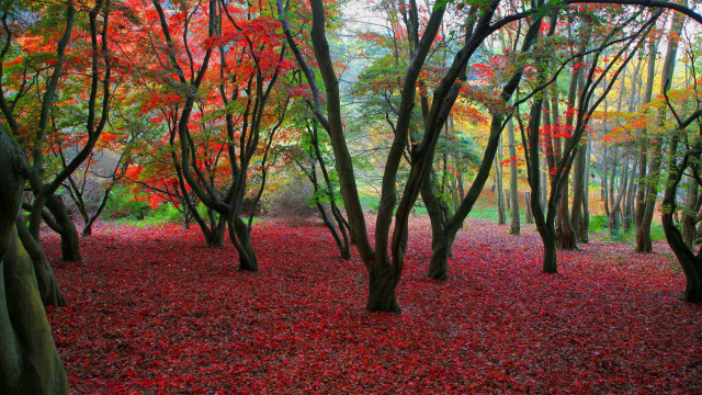 Autumn forest red leaves impressionist #2 free wallpaper for desktop - medium preview image