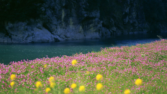 Flower field water cliff sky #2 free wallpaper for desktop - medium preview image