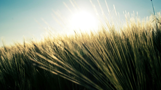 Grass sunshine clouds lens flare free wallpaper for desktop - medium preview image