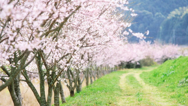 Pink cherry blossoms impressionist scenery free wallpaper for desktop - medium preview image