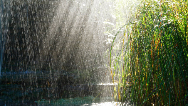 Stream water light shining grass free wallpaper for desktop - medium preview image