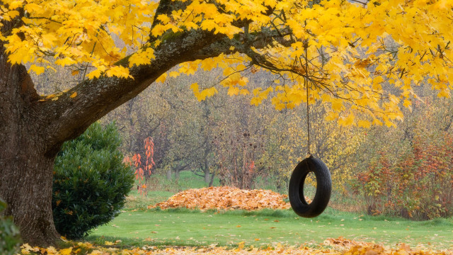 Tire swing tree autumn leaves free wallpaper for desktop - medium preview image