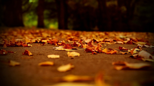 Autumn leaves blurry background fire free wallpaper for desktop - medium preview image