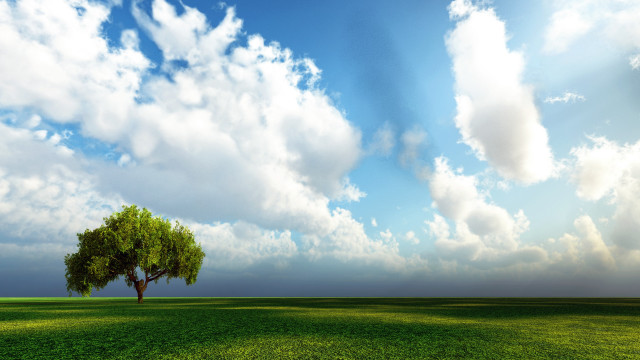 Lone tree green field cloudy #3 free wallpaper for desktop - medium preview image