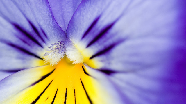 Purple flower yellow center macro #4 free wallpaper for desktop - medium preview image