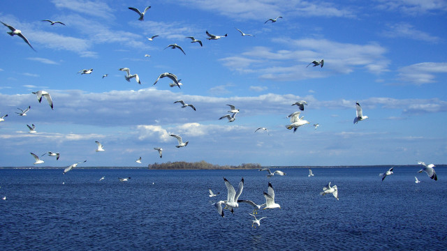 Seagulls flying over water island #2 free wallpaper for desktop - medium preview image