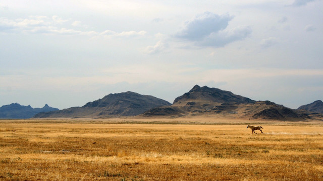Horse field mountains cloudy desert free wallpaper for desktop - medium preview image