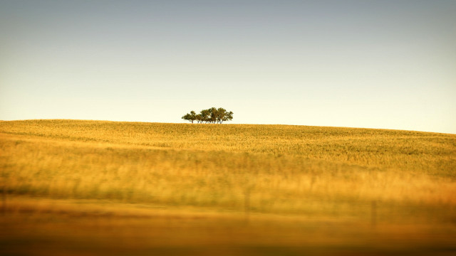 Lone tree field grass sunny #2 free wallpaper for desktop - medium preview image