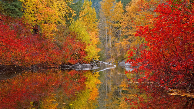 Lake fall colors forest autumn free wallpaper for desktop - medium preview image
