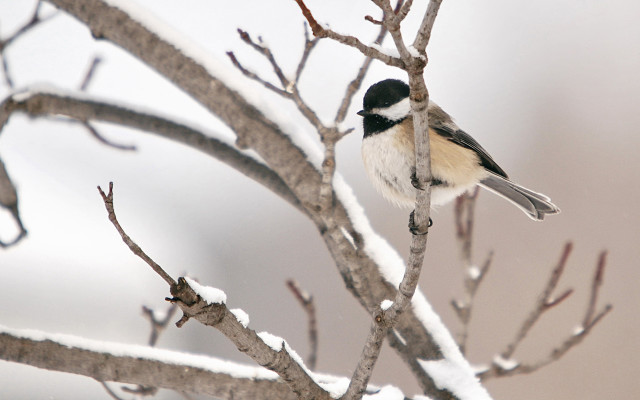 Bird snowy branch gray sky free wallpaper for desktop - medium preview image