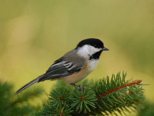 Small bird pine branch nature free wallpaper for desktop - medium preview image