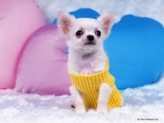 Small white dog yellow sweater free wallpaper for desktop - medium preview image