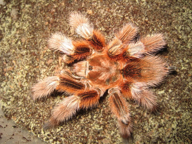 Tarantula closeup rock dirt sand free wallpaper for desktop - medium preview image