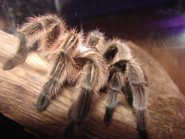 Tarantula closeup wooden branch blurry free wallpaper for desktop - medium preview image