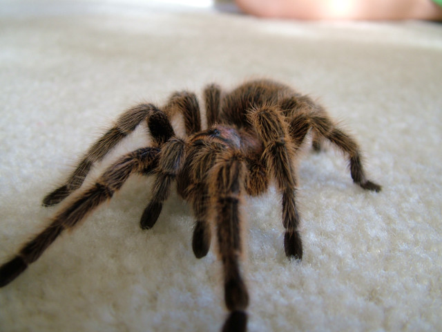 Tarantula closeup white surface person free wallpaper for desktop - medium preview image