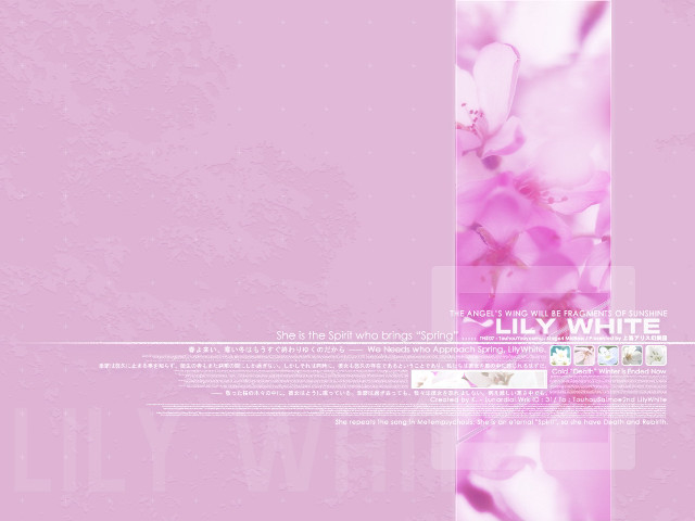 Pink background white flower white free wallpaper for desktop - medium preview image
