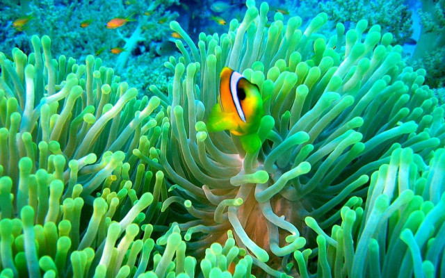 Clown fish anemone ocean other free wallpaper for desktop - medium preview image