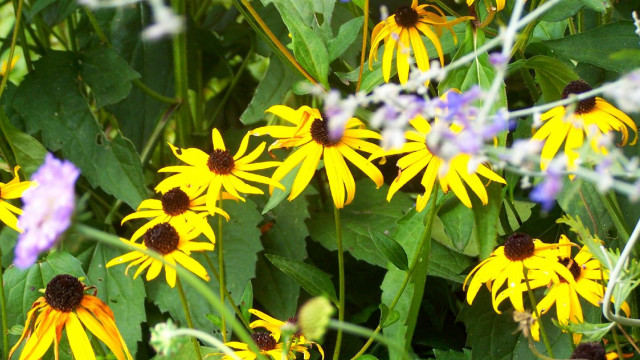 Yellow flowers green grass purple free wallpaper for desktop - medium preview image