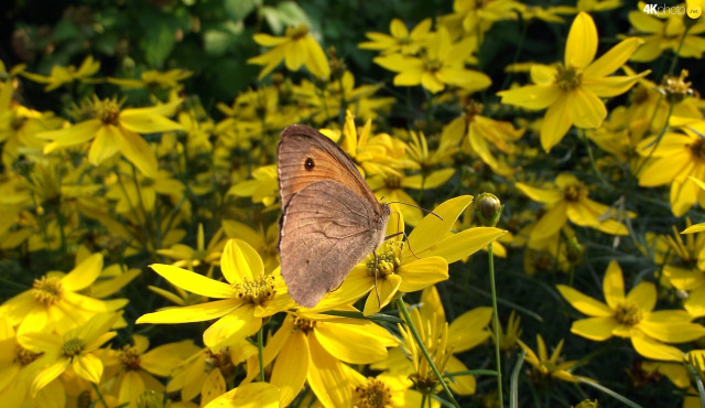 Brown butterfly yellow flower field free wallpaper for desktop - medium preview image