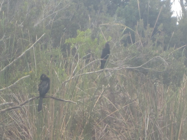 Birds branch field grass trees free wallpaper for desktop - medium preview image
