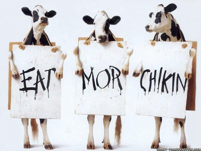 Three cows holding signs eat free wallpaper for desktop - medium preview image
