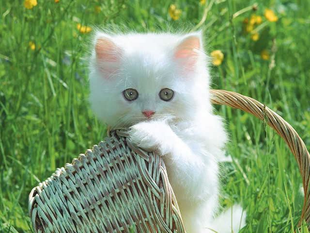White kitten basket grass flowers free wallpaper for desktop - medium preview image