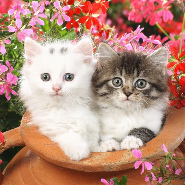 Kittens flower pot blue eyes free wallpaper for tablet - medium preview image