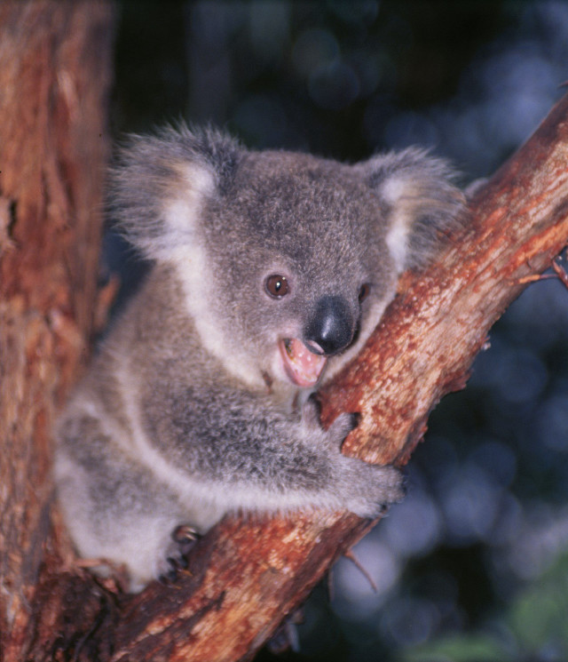 Koala sitting open mouth blurry free wallpaper for tablet - medium preview image