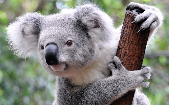 Koala bear sitting tree branch #2 free wallpaper for desktop - medium preview image
