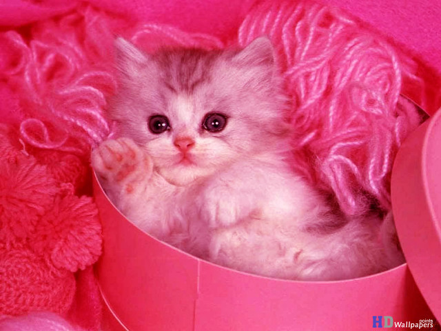 Kitten pink box blanket teddy free wallpaper for desktop - medium preview image