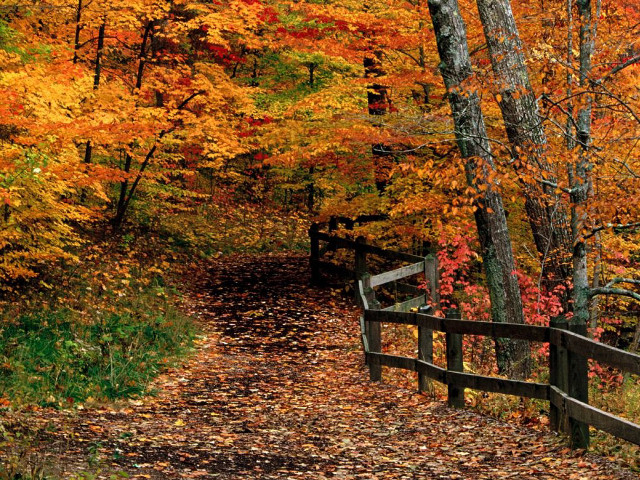 Wooded path fall leaves orange free wallpaper for desktop - medium preview image