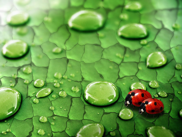Ladybug green leaf water drops #3 free wallpaper for desktop - medium preview image