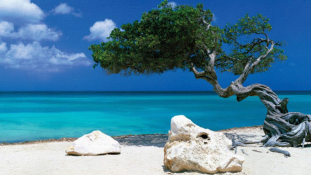 Tree beach rock water blue free wallpaper for desktop - medium preview image