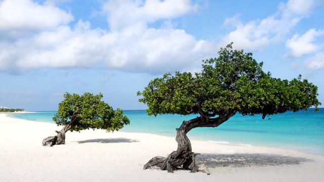 Trees beach water sand blue free wallpaper for desktop - medium preview image