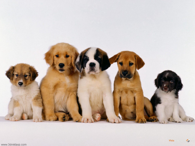 Puppies group sitting white background free wallpaper for desktop - medium preview image