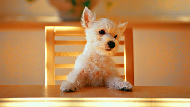Small white dog wooden chair #8 free wallpaper for desktop - medium preview image