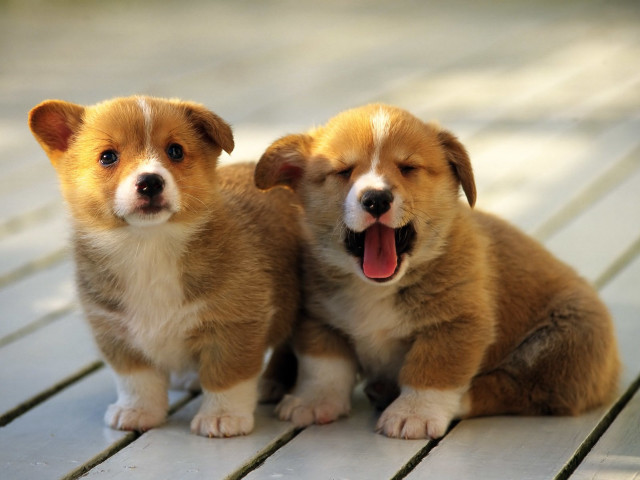Puppies wooden floor mouthed open free wallpaper for desktop - medium preview image