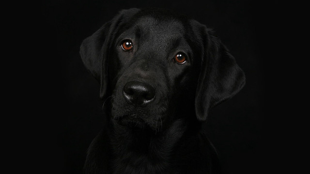 Black dog portrait animal photography free wallpaper for desktop - medium preview image