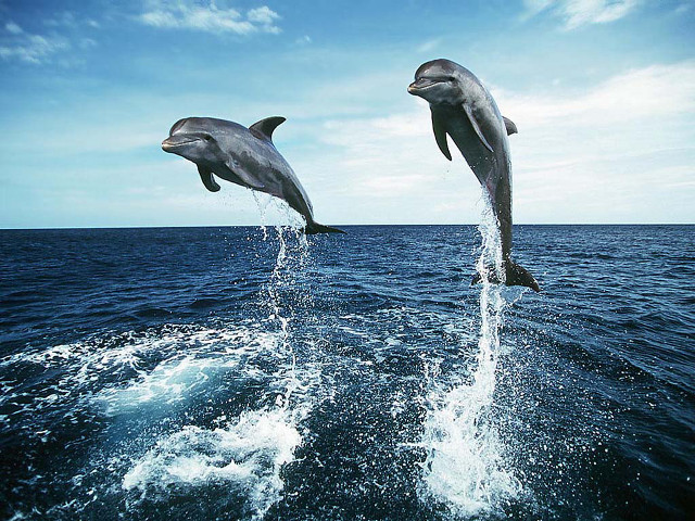 Dolphins jumping ocean blue sky #8 free wallpaper for desktop - medium preview image
