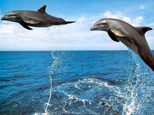 Dolphins jumping ocean water tails free wallpaper for desktop - medium preview image