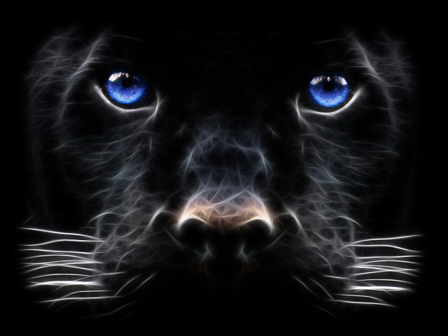 Black cat blue eyes night free wallpaper for desktop - medium preview image