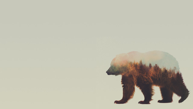 Bear gray sky trees blurry free wallpaper for desktop - medium preview image