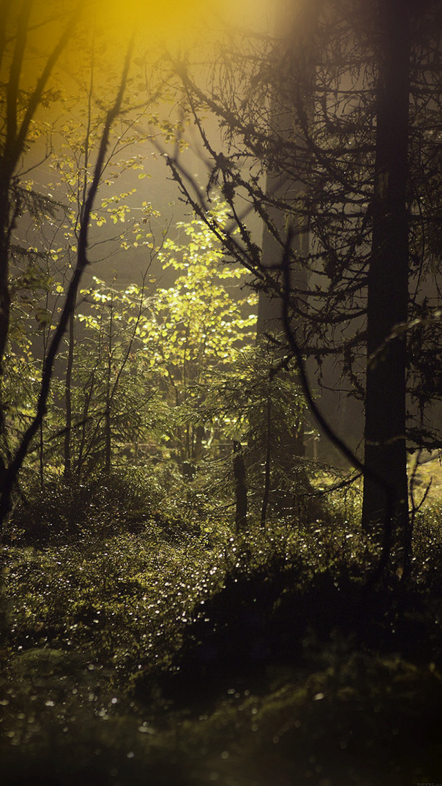 Forest trees light shining ground free wallpaper for mobile - medium preview image