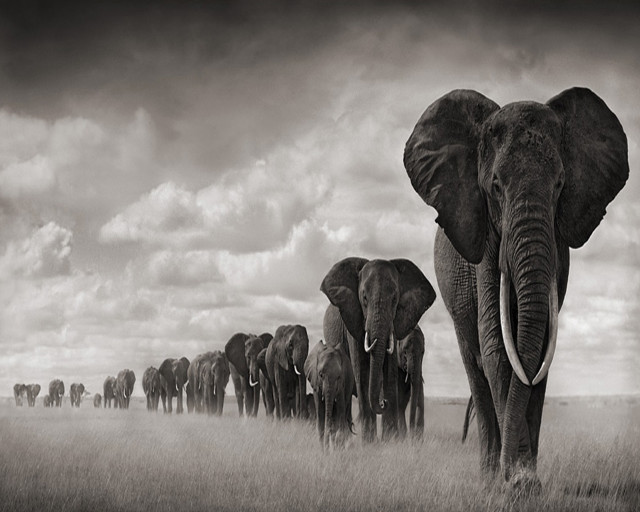 Elephants drygrass cloudy sky blackwhite free wallpaper for desktop - medium preview image
