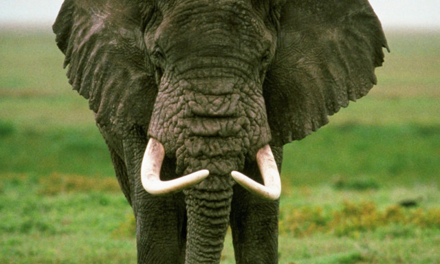 Elephant tusks field grass sky free wallpaper for desktop - medium preview image