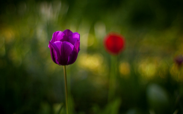 Purple flower red blurry background free wallpaper for desktop - medium preview image