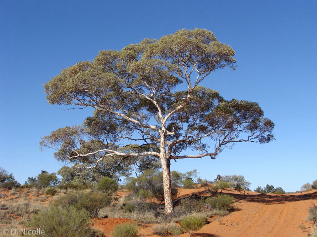 Tree dirt road desert blue free wallpaper for desktop - medium preview image
