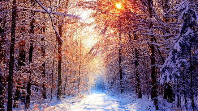 Snowy path forest trees sunshine free wallpaper for desktop - medium preview image